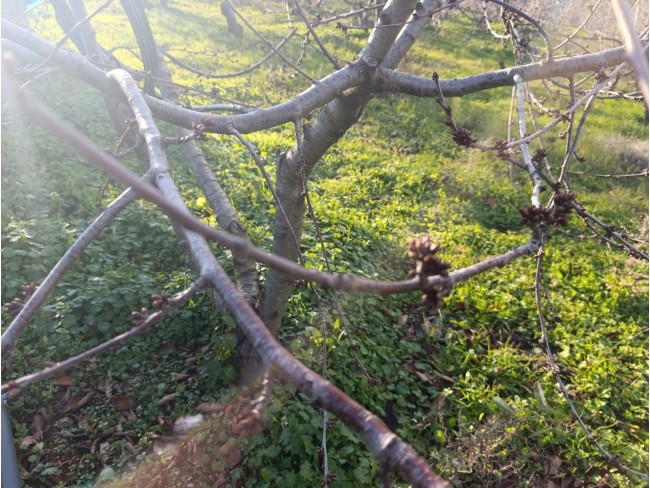 İzmir Bayındır Dernekli Yaylada 6.441 m2 Kiraz Bahçesi. 500 Ağaçlık. Açıklamayı Okuyunuz Lütfen.