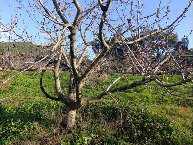 İzmir Bayındır Dernekli Yaylada 6.441 m2 Kiraz Bahçesi. 500 Ağaçlık. Açıklamayı Okuyunuz Lütfen. İzmir Bayındır Dernekli Yaylada 6.441 m2 Kiraz Bahçesi. 500 Ağaçlık. Açıklamayı Okuyunuz Lütfen.