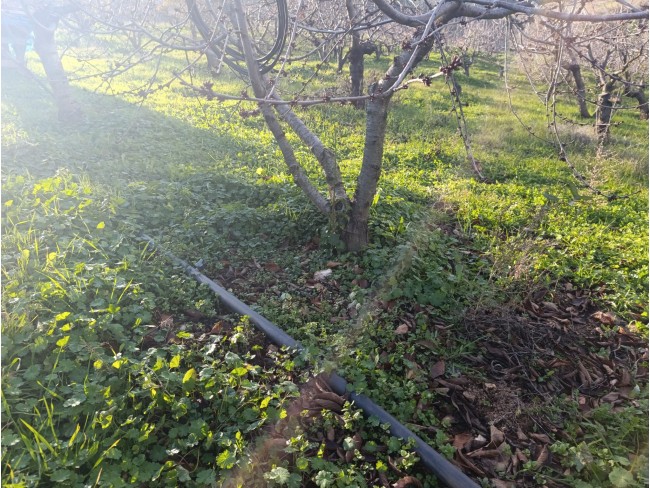 İzmir Bayındır Dernekli Yaylada 6.441 m2 Kiraz Bahçesi. 500 Ağaçlık. Açıklamayı Okuyunuz Lütfen.