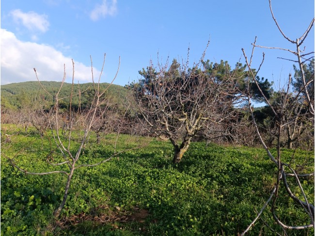 İzmir Bayındır Dernekli Yaylada 6.441 m2 Kiraz Bahçesi. 500 Ağaçlık. Açıklamayı Okuyunuz Lütfen.
