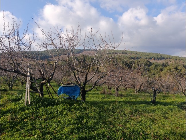 İzmir Bayındır Dernekli Yaylada 6.441 m2 Kiraz Bahçesi. 500 Ağaçlık. Açıklamayı Okuyunuz Lütfen.