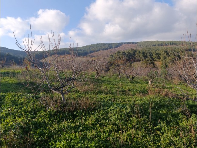 İzmir Bayındır Dernekli Yaylada 6.441 m2 Kiraz Bahçesi. 500 Ağaçlık. Açıklamayı Okuyunuz Lütfen.