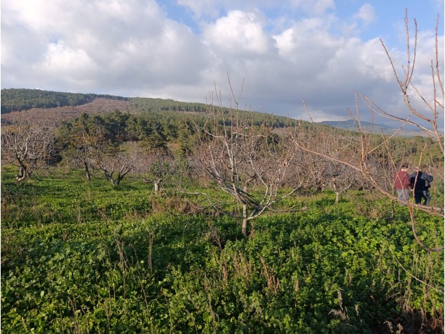 İzmir Bayındır Dernekli Yaylada 6.441 m2 Kiraz Bahçesi. 500 Ağaçlık. Açıklamayı Okuyunuz Lütfen.