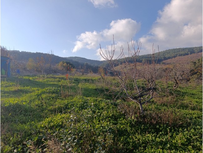 İzmir Bayındır Dernekli Yaylada 6.441 m2 Kiraz Bahçesi. 500 Ağaçlık. Açıklamayı Okuyunuz Lütfen. İzmir Bayındır Dernekli Yaylada 6.441 m2 Kiraz Bahçesi. 500 Ağaçlık. Açıklamayı Okuyunuz Lütfen.