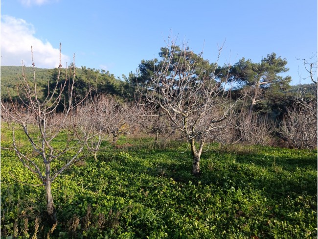 İzmir Bayındır Dernekli Yaylada 6.441 m2 Kiraz Bahçesi. 500 Ağaçlık. Açıklamayı Okuyunuz Lütfen.
