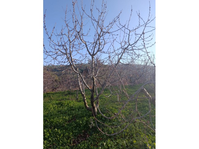 İzmir Bayındır Dernekli Yaylada 6.441 m2 Kiraz Bahçesi. 500 Ağaçlık. Açıklamayı Okuyunuz Lütfen.