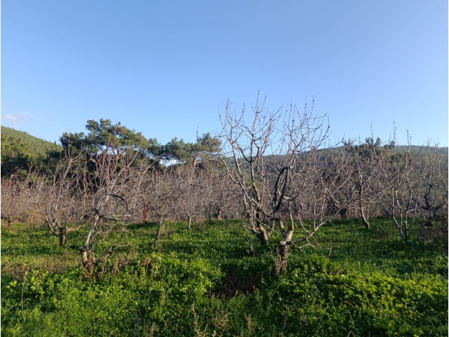 İzmir Bayındır Dernekli Yaylada 6.441 m2 Kiraz Bahçesi. 500 Ağaçlık. Açıklamayı Okuyunuz Lütfen.