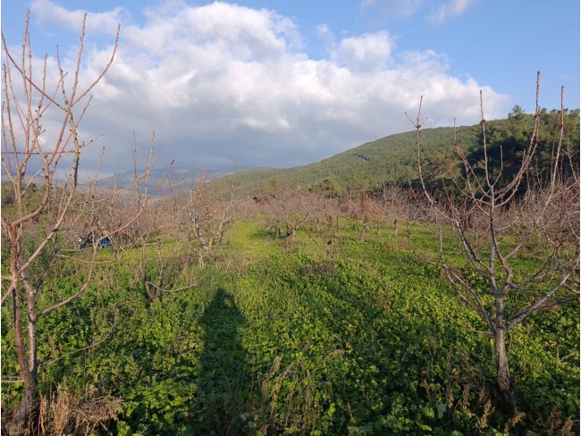 İzmir Bayındır Dernekli Yaylada 6.441 m2 Kiraz Bahçesi. 500 Ağaçlık. Açıklamayı Okuyunuz Lütfen. İzmir Bayındır Dernekli Yaylada 6.441 m2 Kiraz Bahçesi. 500 Ağaçlık. Açıklamayı Okuyunuz Lütfen.