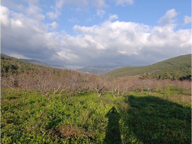 İzmir Bayındır Dernekli Yaylada 6.441 m2 Kiraz Bahçesi. 500 Ağaçlık. Açıklamayı Okuyunuz Lütfen.