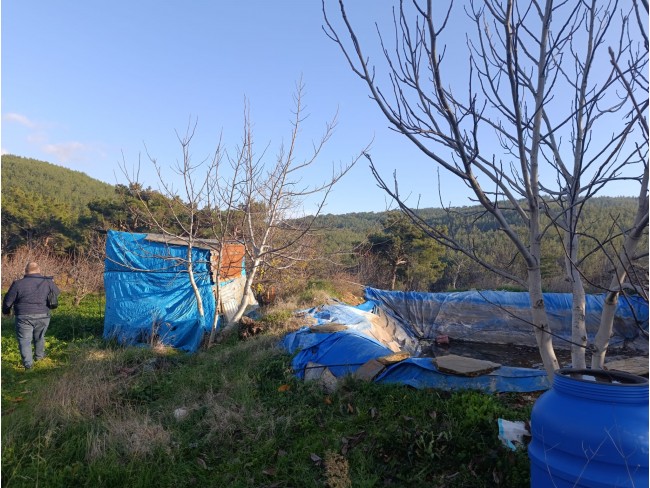 İzmir Bayındır Dernekli Yaylada 6.441 m2 Kiraz Bahçesi. 500 Ağaçlık. Açıklamayı Okuyunuz Lütfen.