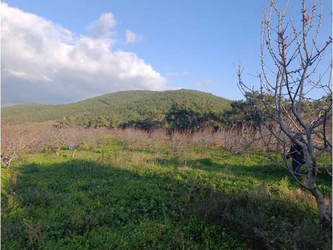 İzmir Bayındır Dernekli Yaylada 6.441 m2 Kiraz Bahçesi. 500 Ağaçlık. Açıklamayı Okuyunuz Lütfen. İzmir Bayındır Dernekli Yaylada 6.441 m2 Kiraz Bahçesi. 500 Ağaçlık. Açıklamayı Okuyunuz Lütfen.