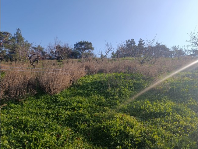 İzmir Bayındır Dernekli Yaylada 6.441 m2 Kiraz Bahçesi. 500 Ağaçlık. Açıklamayı Okuyunuz Lütfen.