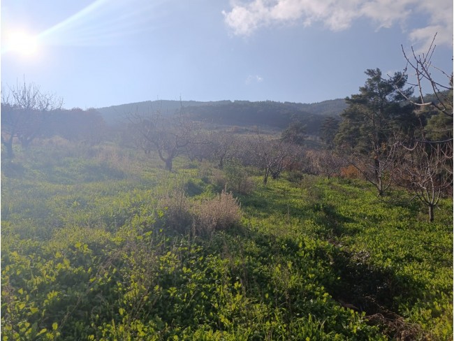 İzmir Bayındır Dernekli Yaylada 6.441 m2 Kiraz Bahçesi. 500 Ağaçlık. Açıklamayı Okuyunuz Lütfen.