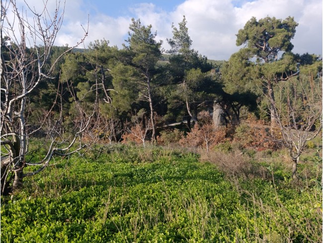 İzmir Bayındır Dernekli Yaylada 6.441 m2 Kiraz Bahçesi. 500 Ağaçlık. Açıklamayı Okuyunuz Lütfen.