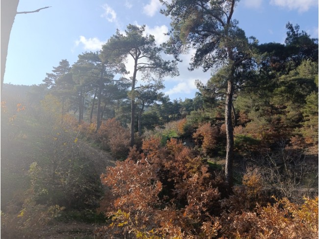 İzmir Bayındır Dernekli Yaylada 6.441 m2 Kiraz Bahçesi. 500 Ağaçlık. Açıklamayı Okuyunuz Lütfen.