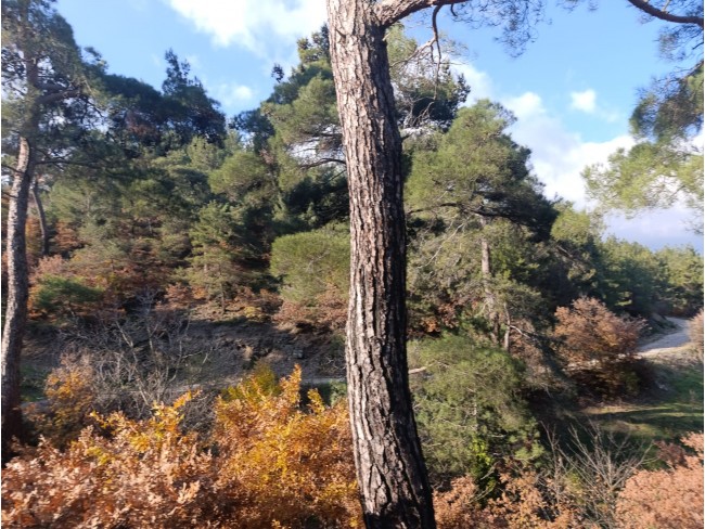 İzmir Bayındır Dernekli Yaylada 6.441 m2 Kiraz Bahçesi. 500 Ağaçlık. Açıklamayı Okuyunuz Lütfen.