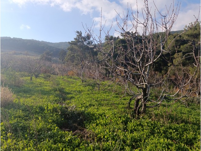 İzmir Bayındır Dernekli Yaylada 6.441 m2 Kiraz Bahçesi. 500 Ağaçlık. Açıklamayı Okuyunuz Lütfen. İzmir Bayındır Dernekli Yaylada 6.441 m2 Kiraz Bahçesi. 500 Ağaçlık. Açıklamayı Okuyunuz Lütfen.