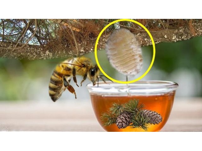 İzmir Bergama Yukarıada'da 1.425 M2 Çam Fıstığı Tarlası Uygun Fiyat. Açıklamayı Okuyunuz.