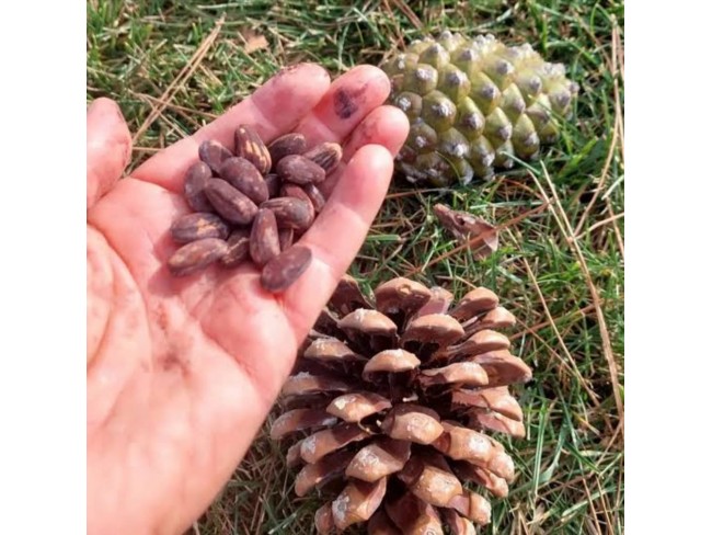 İzmir Bergama Yukarıada'da 1.425 M2 Çam Fıstığı Tarlası Uygun Fiyat. Açıklamayı Okuyunuz.