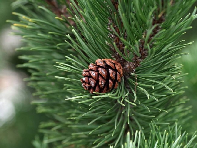 İzmir Bergama Yukarıada'da 1.425 M2 Çam Fıstığı Tarlası Uygun Fiyat. Açıklamayı Okuyunuz.