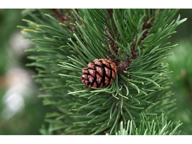 İzmir Bergama Yukarıada'da 1.425 M2 Çam Fıstığı Tarlası Uygun Fiyat. Açıklamayı Okuyunuz.