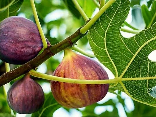 İzmir Tire Dağdere'de 2.048 m2 İncir Bahçesi. Ulaşımı Kolay. Uygun. Açıklamayı Okuyarak Arayınız