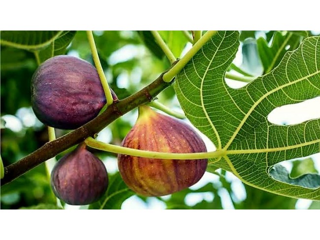 İzmir Tire Dağdere'de 2.048 m2 İncir Bahçesi. Ulaşımı Kolay. Uygun. Açıklamayı Okuyarak Arayınız