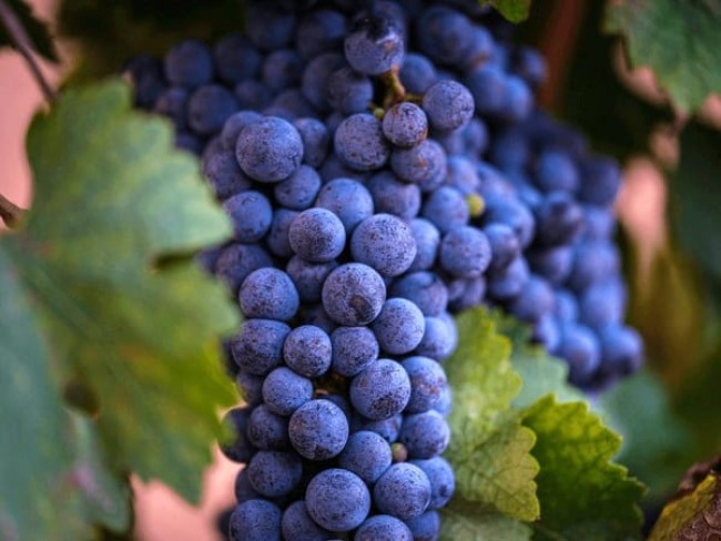 Denizli Bekilli Üçkuyu'da Köy Yakını 1.386 m2 Uygun Güzel Bağ. Açıklamayı Okuyunuz