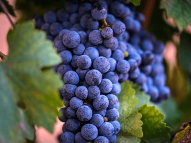 Denizli Bekilli Üçkuyu'da Köy Yakını 1.386 m2 Uygun Güzel Bağ. Açıklamayı Okuyunuz Denizli Bekilli Üçkuyu'da Köy Yakını 1.386 m2 Uygun Güzel Bağ. Açıklamayı Okuyunuz