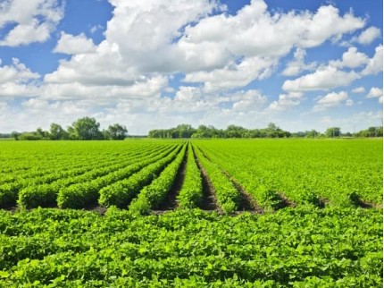 Manisa Demirci Karaisalar'da Resmi Kadastro Yola Cepheli Çok Uygun 886 m2 Tarla. Açıklamayı Okuyunuz