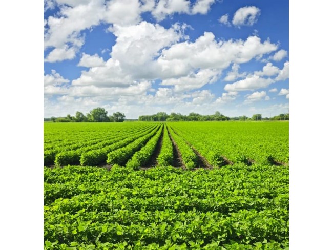 Manisa Demirci Karaisalar'da Resmi Kadastro Yola Cepheli Çok Uygun 886 m2 Tarla. Açıklamayı Okuyunuz