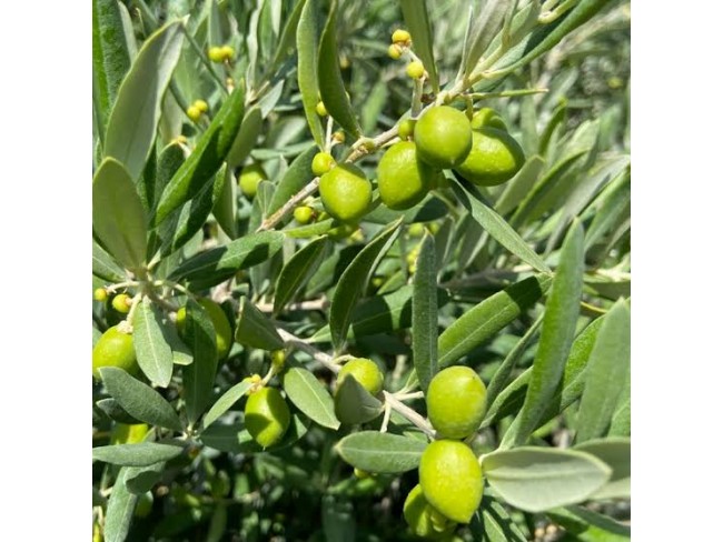 İzmir Bayındır Yusuflu'da Köy Manzaralı 476 m2 Çok Uygun Zeytinlik. Açıklamayı Okuyarak Arayınız. İzmir Bayındır Yusuflu'da Köy Manzaralı 476 m2 Çok Uygun Zeytinlik. Açıklamayı Okuyarak Arayınız.