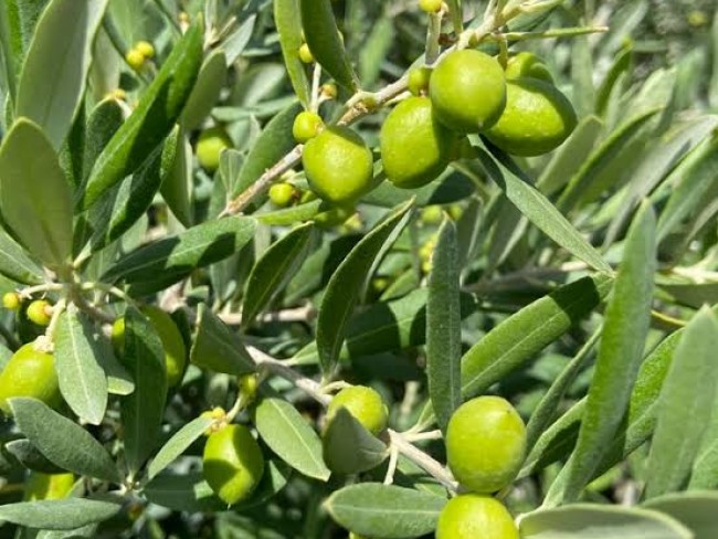 İzmir Bayındır Yusuflu'da Köy Manzaralı 476 m2 Çok Uygun Zeytinlik. Açıklamayı Okuyarak Arayınız.