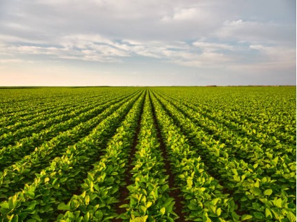 İzmir Tire Eskioba'da 37 Dönüm 2 Uygun Yatırımlık Tarla. Konumu Güzel. Açıklamayı Okuyarak Arayınız.