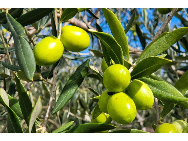 İzmir Bayındır Gaziler'de 10.515 m2 Zeytinlik. Asfalt Yola 130 metre. Açıklamayı Okuyarak Arayınız.