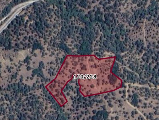 İzmir Bayındır Gaziler'de 10.515 m2 Zeytinlik. Asfalt Yola 130 metre. Açıklamayı Okuyarak Arayınız.