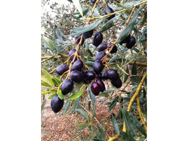 İzmir Bayındır Gaziler'de 10.515 m2 Zeytinlik. Asfalt Yola 130 metre. Açıklamayı Okuyarak Arayınız.