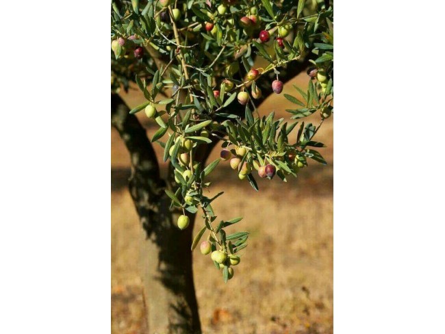 İzmir Kiraz Suludere'de 15.200 m2 Zeytin Bahçesi. 600 Ağaç. Kulube. Açıklamayı Okuyarak Arayınız