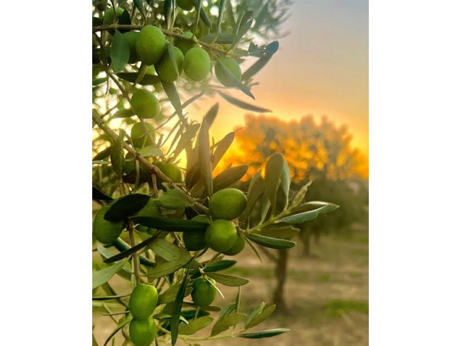 İzmir Kiraz Suludere'de 15.200 m2 Zeytin Bahçesi. 600 Ağaç. Kulube. Açıklamayı Okuyarak Arayınız