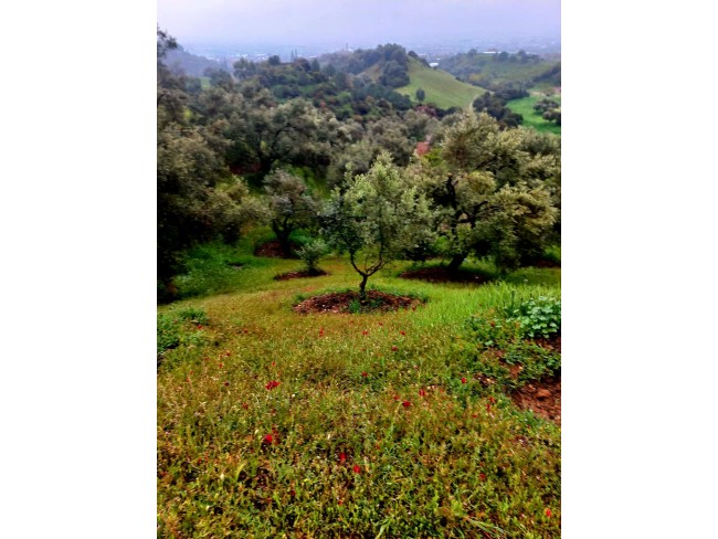 İzmir Kiraz Suludere'de 15.200 m2 Zeytin Bahçesi. 600 Ağaç. Kulube. Açıklamayı Okuyarak Arayınız