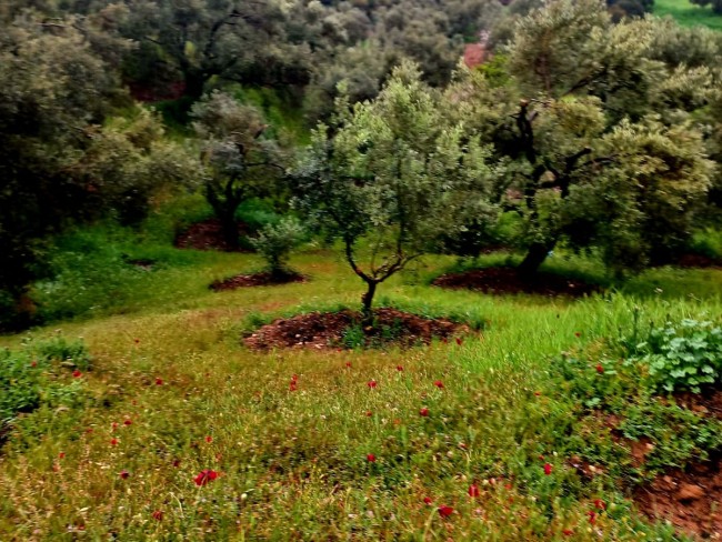 İzmir Kiraz Suludere'de 15.200 m2 Zeytin Bahçesi. 600 Ağaç. Kulube. Açıklamayı Okuyarak Arayınız