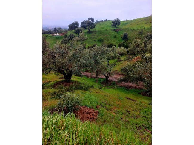 İzmir Kiraz Suludere'de 15.200 m2 Zeytin Bahçesi. 600 Ağaç. Kulube. Açıklamayı Okuyarak Arayınız