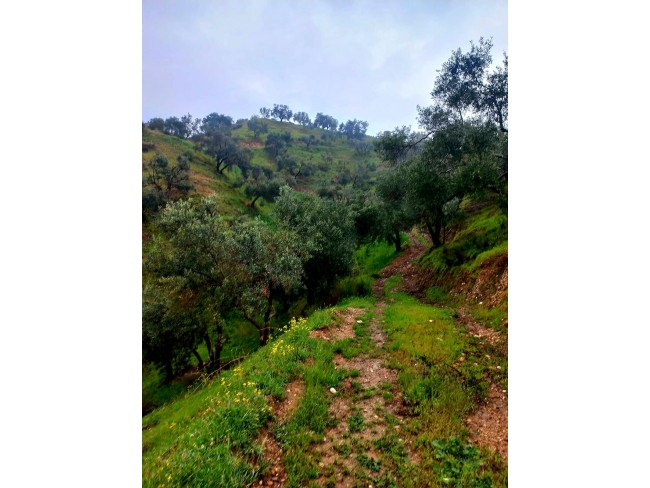 İzmir Kiraz Suludere'de 15.200 m2 Zeytin Bahçesi. 600 Ağaç. Kulube. Açıklamayı Okuyarak Arayınız