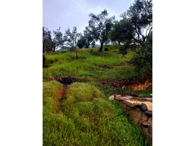 İzmir Kiraz Suludere'de 15.200 m2 Zeytin Bahçesi. 600 Ağaç. Kulube. Açıklamayı Okuyarak Arayınız