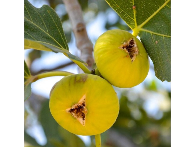 İzmir Beydağ Erikli'de Köy Yanı 9.300 m2 Zeytinlik ve İncir Bahçesi. Açıklamayı Okuyarak Arayınız.