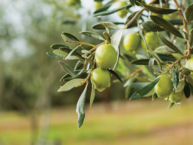 İzmir Beydağ Erikli'de Köy Yanı 9.300 m2 Zeytinlik ve İncir Bahçesi. Açıklamayı Okuyarak Arayınız.