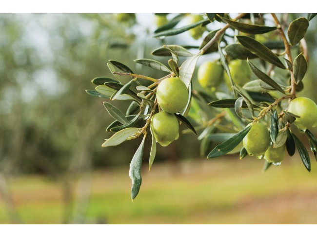 İzmir Beydağ Erikli'de Köy Yanı 9.300 m2 Zeytinlik ve İncir Bahçesi. Açıklamayı Okuyarak Arayınız.