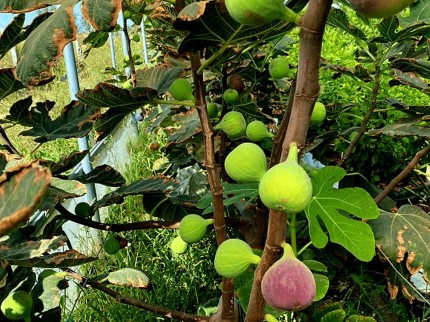 İzmir Beydağ Erikli'de Köy Yanı 9.300 m2 Zeytinlik ve İncir Bahçesi. Açıklamayı Okuyarak Arayınız.