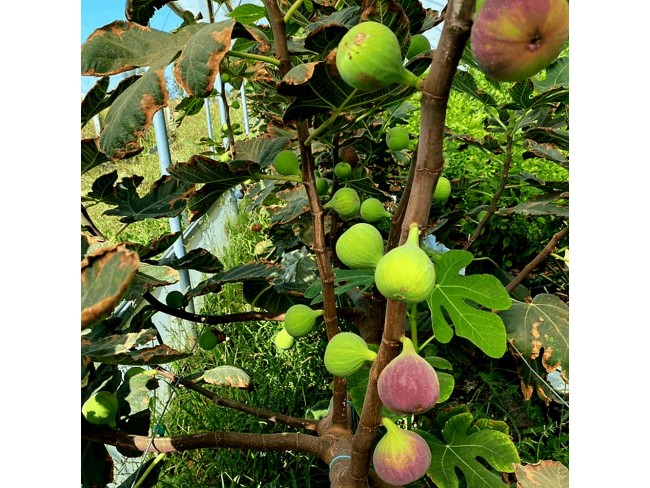 İzmir Beydağ Erikli'de Köy Yanı 9.300 m2 Zeytinlik ve İncir Bahçesi. Açıklamayı Okuyarak Arayınız.