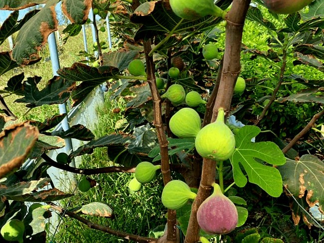 İzmir Beydağ Erikli'de Köy Yanı 9.300 m2 Zeytinlik ve İncir Bahçesi. Açıklamayı Okuyarak Arayınız.